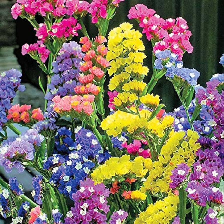 Flower Seeds, Seeds,Seeds For Planting,Plant Seeds