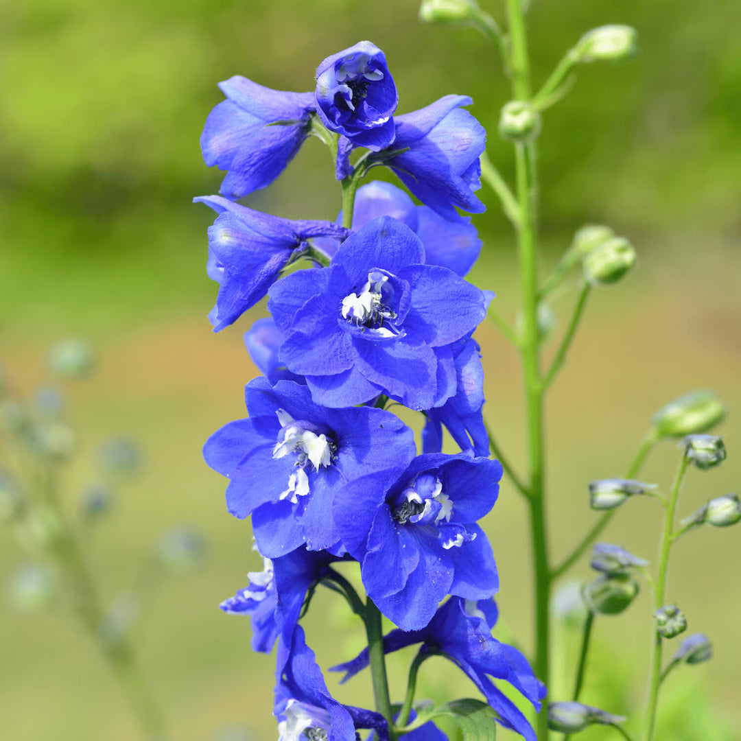 Larkspur Flower Seeds for Planting – Heirloom Non-GMO, High Germination Organic Garden Seeds