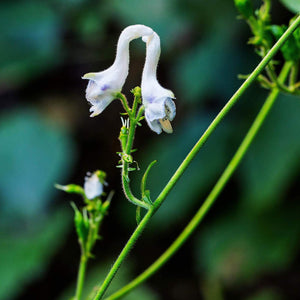 Flower Seeds, Seeds,Seeds For Planting,Plant Seeds