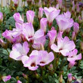 White Pink Oxalis Laciniata Flower Seeds for Planting – Long Bloom Season, Heirloom, Non-GMO, Organic Garden Seeds