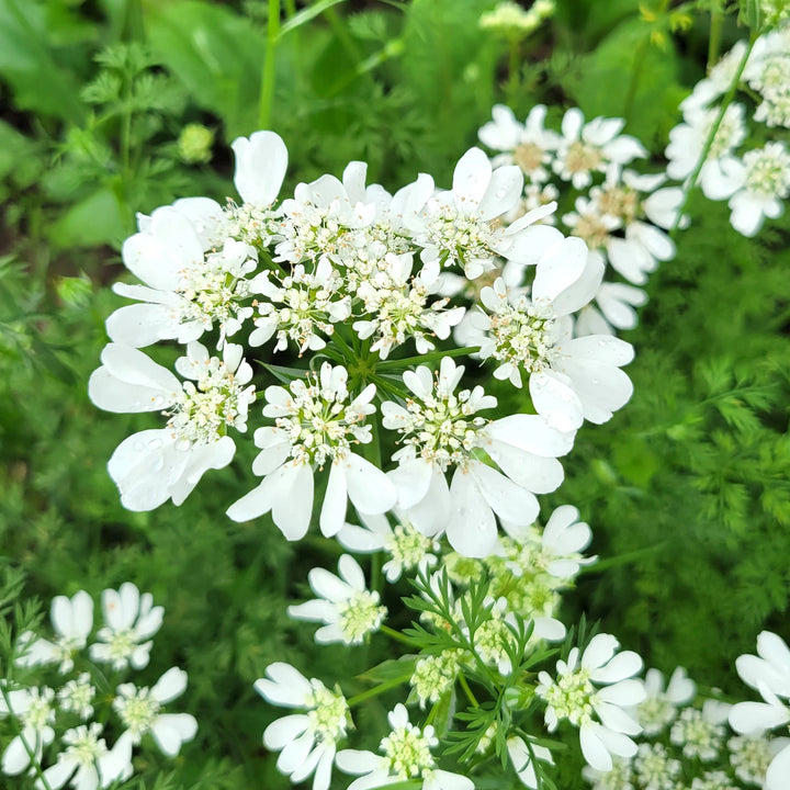 Flower Seeds, Seeds,Seeds For Planting,Plant Seeds