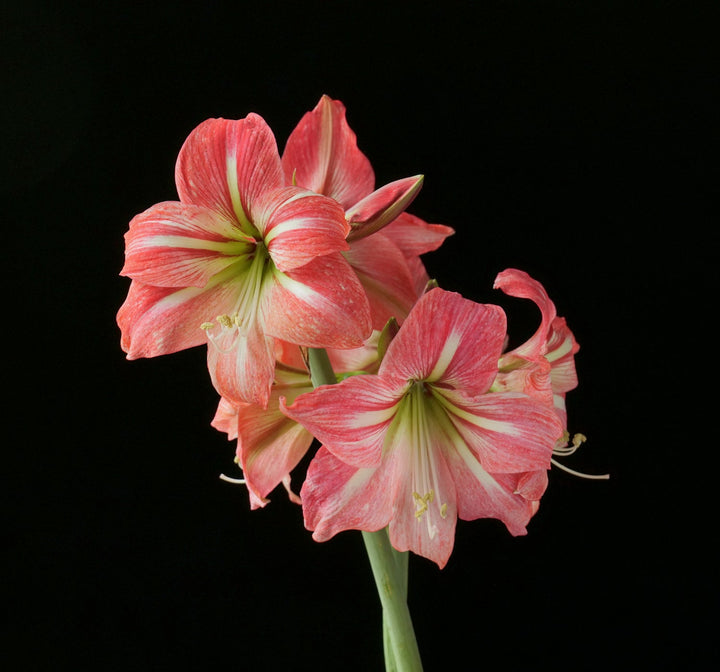 Flower Seeds, Seeds,Seeds For Planting,Plant Seeds