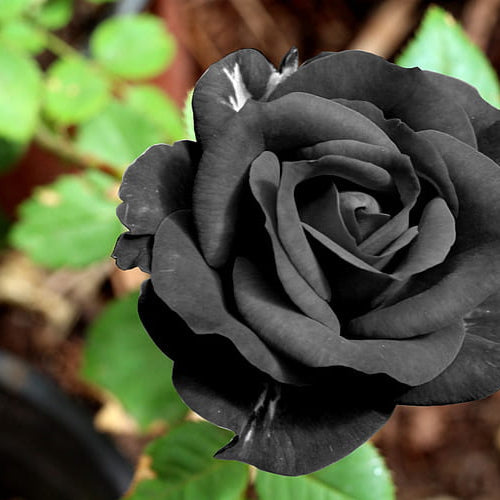 Flower Seeds, Seeds,Seeds For Planting,Plant Seeds