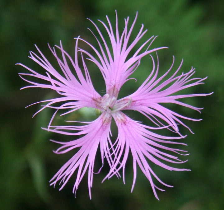 Flower Seeds, Seeds,Seeds For Planting,Plant Seeds