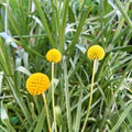 Craspedia Flower Seeds for Planting – Heirloom, Non-GMO, High Germination Organic Garden Seeds