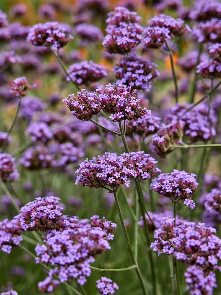 Purple Verbena Flower Seeds for Planting – Heirloom, Non-GMO, High Germination Garden Seeds