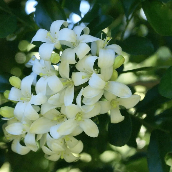 Flower Seeds, Seeds,Seeds For Planting,Plant Seeds