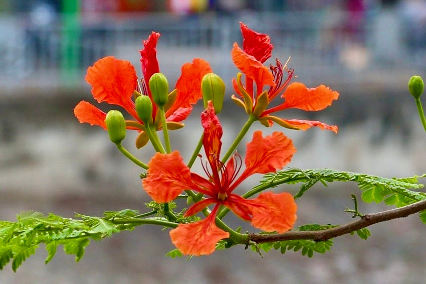 Flower Seeds, Seeds,Seeds For Planting,Plant Seeds