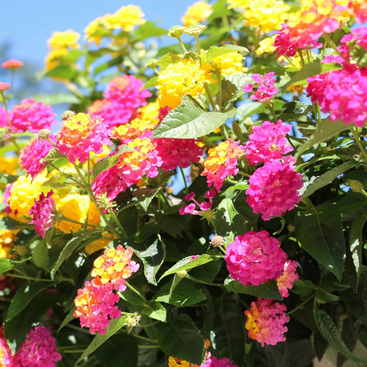 Flower Seeds, Seeds,Seeds For Planting,Plant Seeds