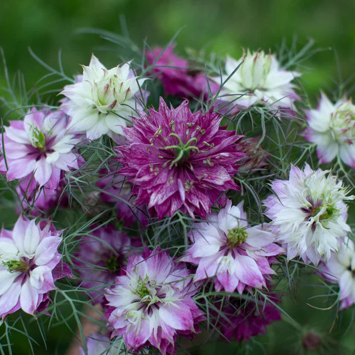 Flower Seeds, Seeds,Seeds For Planting,Plant Seeds