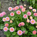 Pink White Bellis Flower Seeds for Planting - Heirloom, Non-GMO, High Germination Organic Garden Seeds