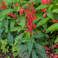 Cardinal Flower Seeds for Planting – Heirloom, Non-GMO, High Germination Long Bloom Season Seeds