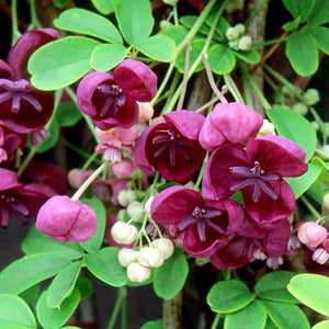 Flower Seeds, Seeds,Seeds For Planting,Plant Seeds