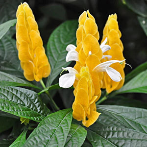 Flower Seeds, Seeds,Seeds For Planting,Plant Seeds