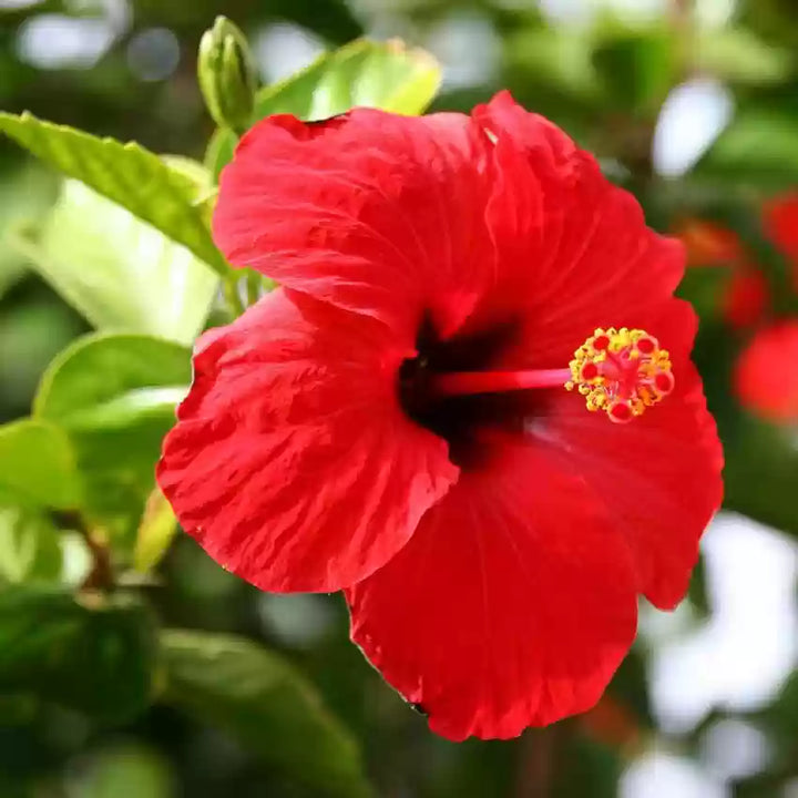 Flower Seeds, Seeds,Seeds For Planting,Plant Seeds