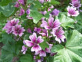 Purple White Zebra Mallow Flower Seeds for Planting – Heirloom, Non-GMO, High Germination Organic Garden Seeds