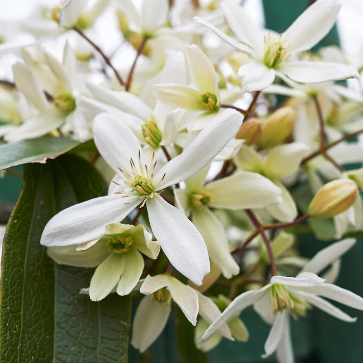 Flower Seeds, Seeds,Seeds For Planting,Plant Seeds