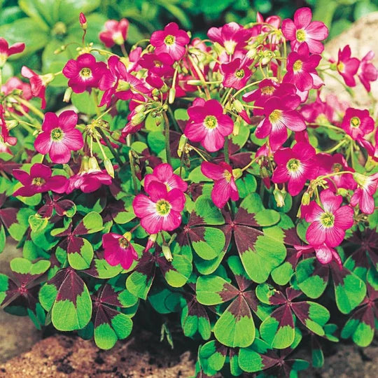 Oxalis Iron Cross Flower Seeds for Planting – Cottage Garden Essential, Heirloom, Non-GMO, High Germination Organic Seeds