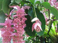Light Pink Medinilla Cummingi Seeds – Heirloom, Non-GMO, Perfect for Borders