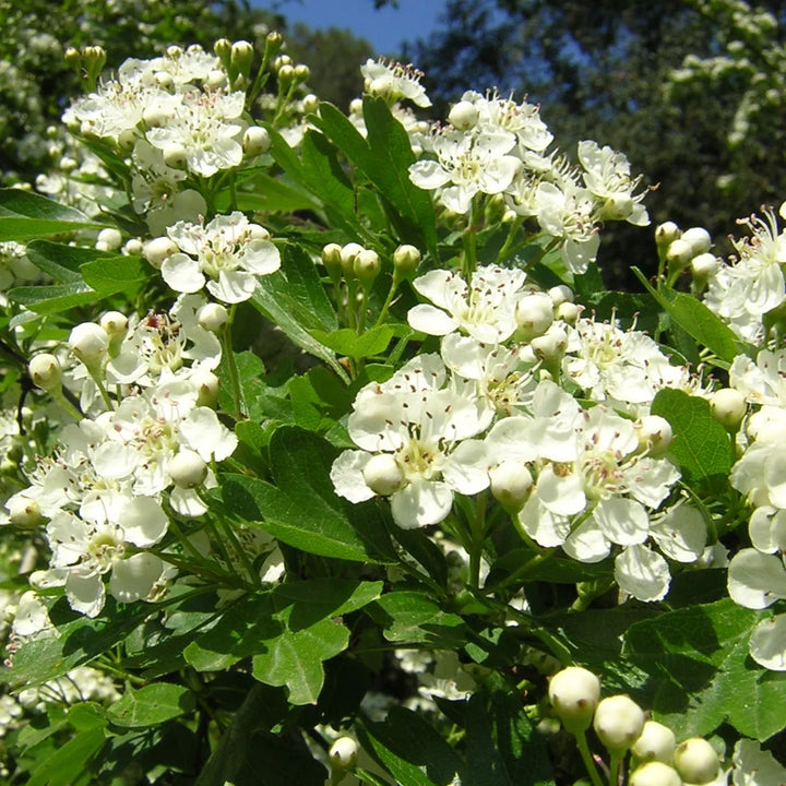 Flower Seeds, Seeds,Seeds For Planting,Plant Seeds