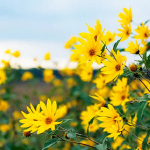Flower Seeds, Seeds,Seeds For Planting,Plant Seeds