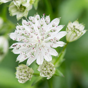 Flower Seeds, Seeds,Seeds For Planting,Plant Seeds