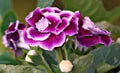 Purple White Gloxinia Seeds – Heirloom, Non-GMO, Cut Flower Favorite