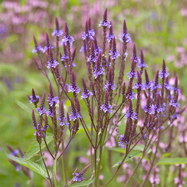 Flower Seeds, Seeds,Seeds For Planting,Plant Seeds