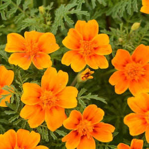 Flower Seeds, Seeds,Seeds For Planting,Plant Seeds
