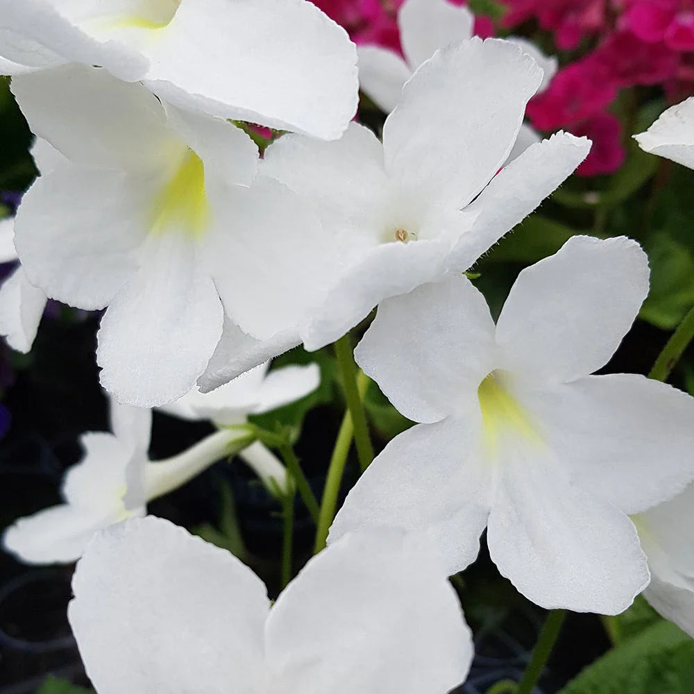 Flower Seeds, Seeds,Seeds For Planting,Plant Seeds