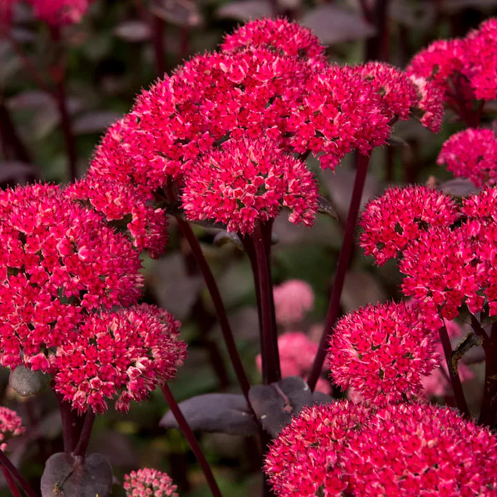 Red Sedum Flower Seeds for Planting Heirloom Non-GMO High Germination Organic Garden Seeds