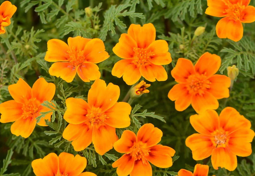 Yellow Signet Marigold Flower Seeds for Planting – Compact Growth, Heirloom, Non-GMO, High Germination