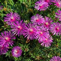 Purple Delosperma Cooperi Seeds – Heirloom, Non-GMO, Shade Tolerant