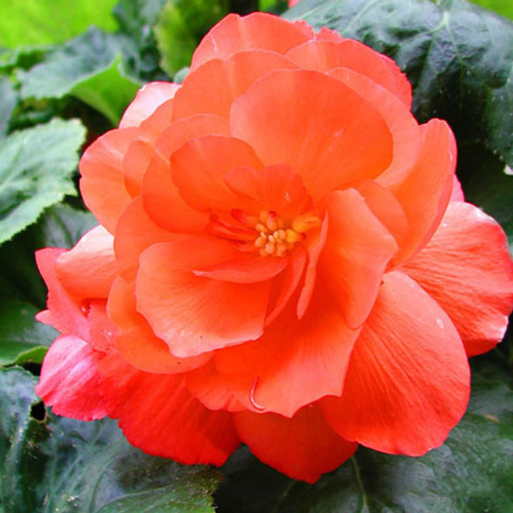 Flower Seeds, Seeds,Seeds For Planting,Plant Seeds