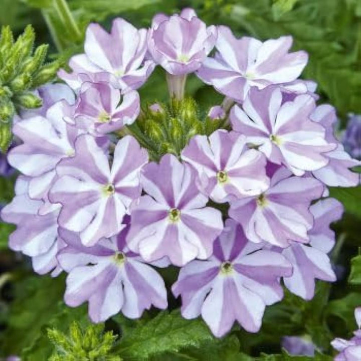 Flower Seeds, Seeds,Seeds For Planting,Plant Seeds