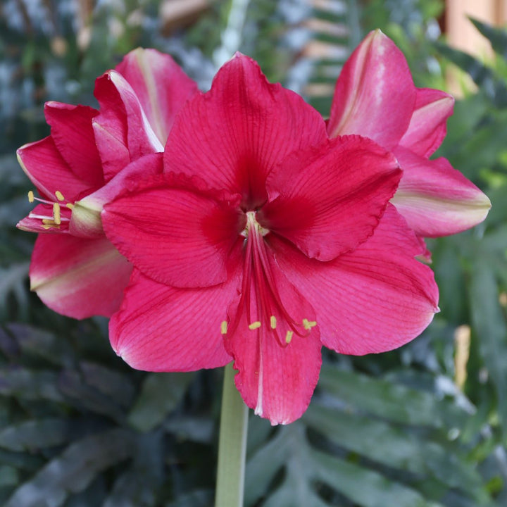 Dark Pink Amaryllis Flower Seeds for Planting – Heirloom, Non-GMO, High Germination Organic Garden Seeds
