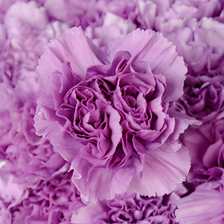 Flower Seeds, Seeds,Seeds For Planting,Plant Seeds