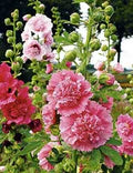 Mixed Hollyhock Flower Seeds for Planting – Heirloom, Non-GMO, High Germination Organic Garden Seeds