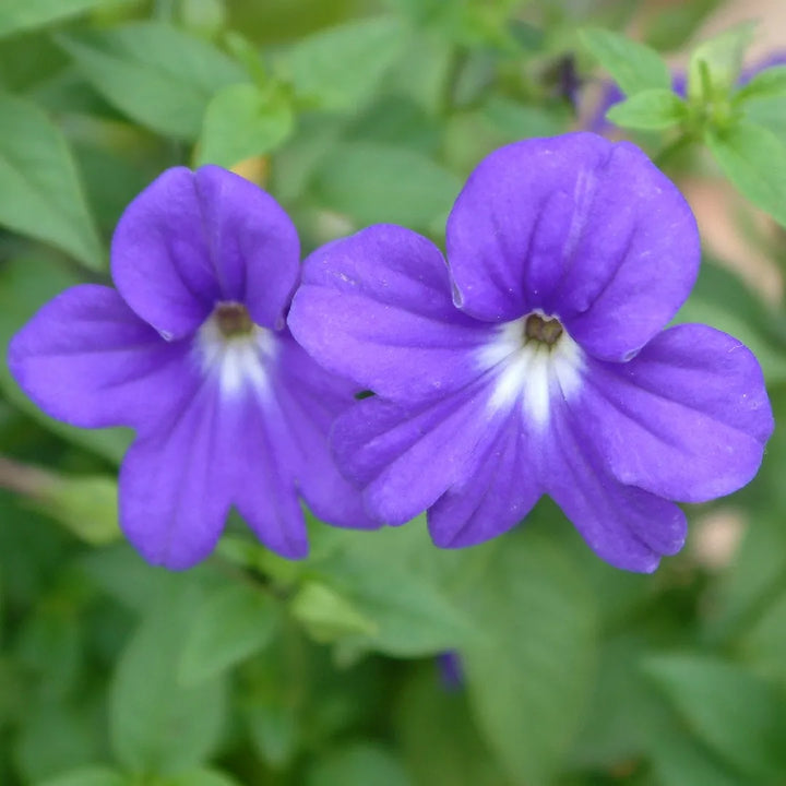 Flower Seeds, Seeds,Seeds For Planting,Plant Seeds
