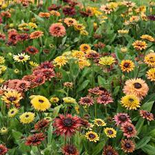 Flower Seeds, Seeds,Seeds For Planting,Plant Seeds