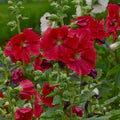 Red Hollyhock Flower Seeds for Planting – Heirloom, Non-GMO Low-Maintenance Organic Garden Seeds
