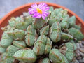 Green Conophytum Ernianum Flower Seeds for Planting – Heirloom, Non-GMO Vibrant Organic Garden Seeds