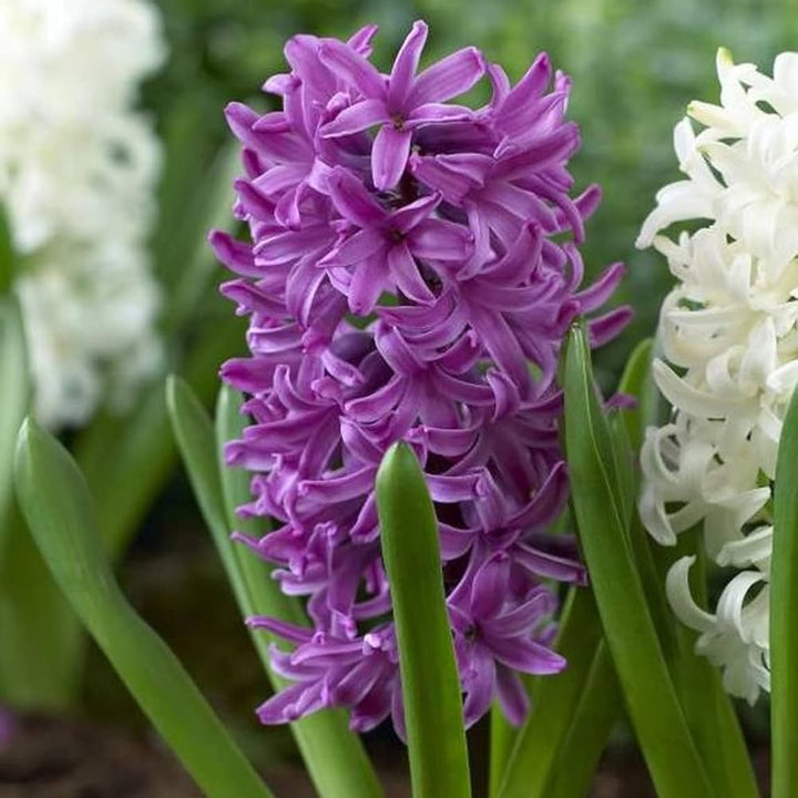 Flower Seeds, Seeds,Seeds For Planting,Plant Seeds