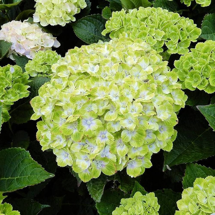 Flower Seeds, Seeds,Seeds For Planting,Plant Seeds