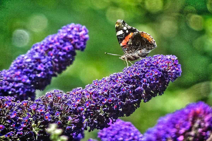 Bush Buddleia Flower Seeds for Planting – Butterfly Magnet, Fragrant, Non-GMO Blooms for Gardens
