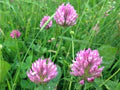 Pink Clover Flower Seeds for Planting – Heirloom, Non-GMO, High Germination Organic Garden Seeds