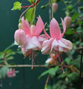 Fuchsias White Pink Flower Seeds for Planting – Heirloom, Non-GMO, Seasonal Bloomer, High Germination