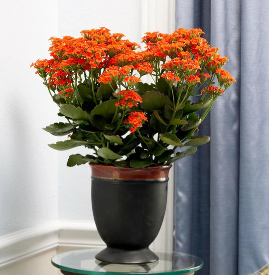Red Yellow Kalanchoe Flower Seeds for Planting – Heirloom, Non-GMO, Hardy Organic Garden Seeds