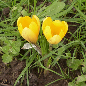 Flower Seeds, Seeds,Seeds For Planting,Plant Seeds