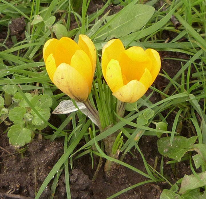 Flower Seeds, Seeds,Seeds For Planting,Plant Seeds